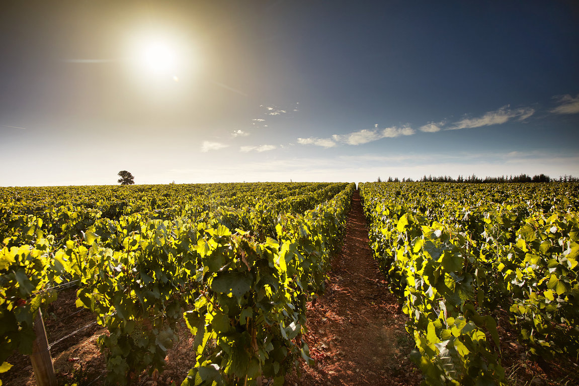 Vue des Hautes-Côtes-de-Nuits