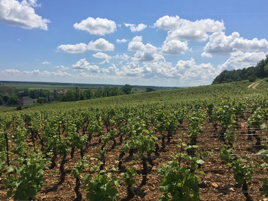 Vignes Nuits-Saint-Georges Premier Cru "Aux Perdrix"