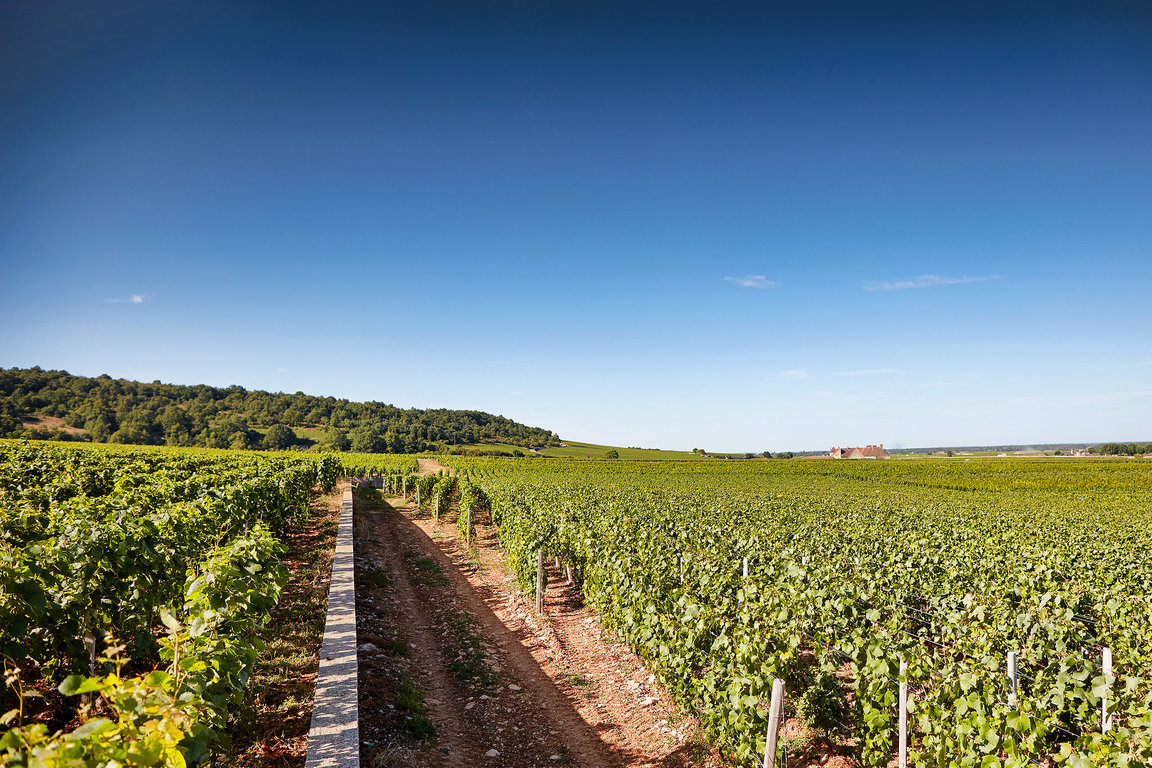 Vignes - Les Echezeaux du Dessus Grand Cru