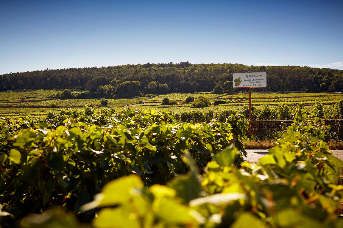 Our Gevrey-Chambertin Premier Cru La Perrière facing Mazis-Chambertin Grand Cru vineyard