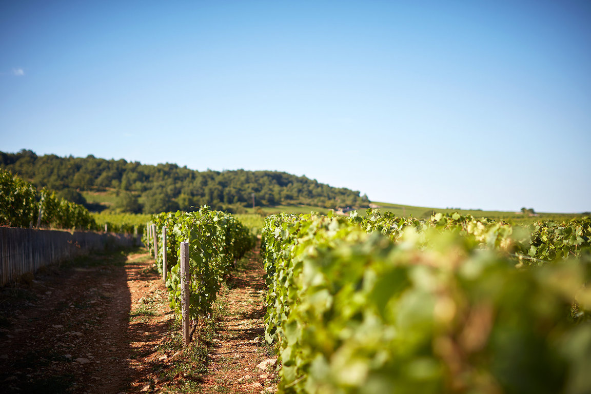 "Les Echezeaux du Dessus" Grand Cru 